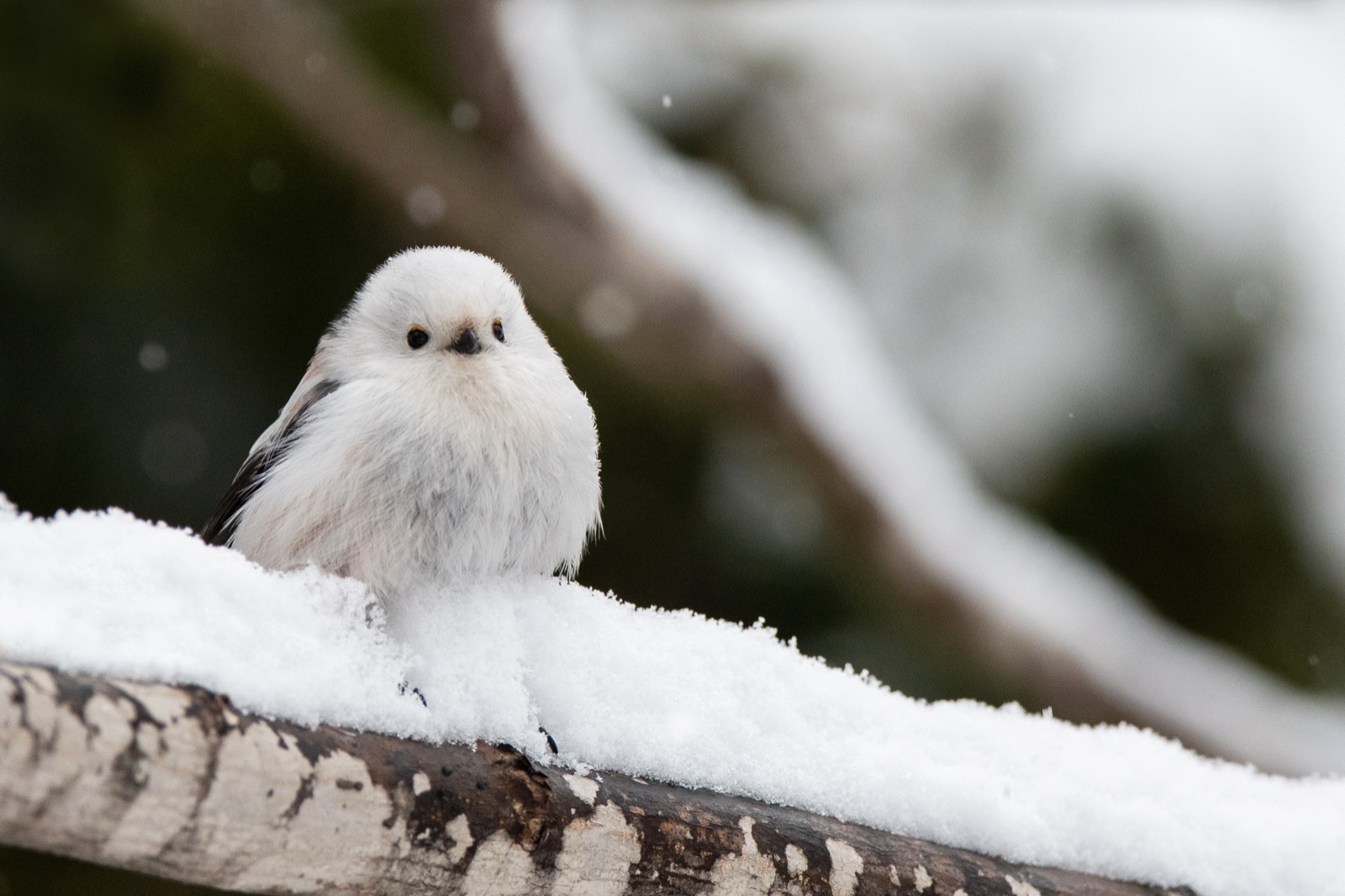 雪の中のシマエナガ